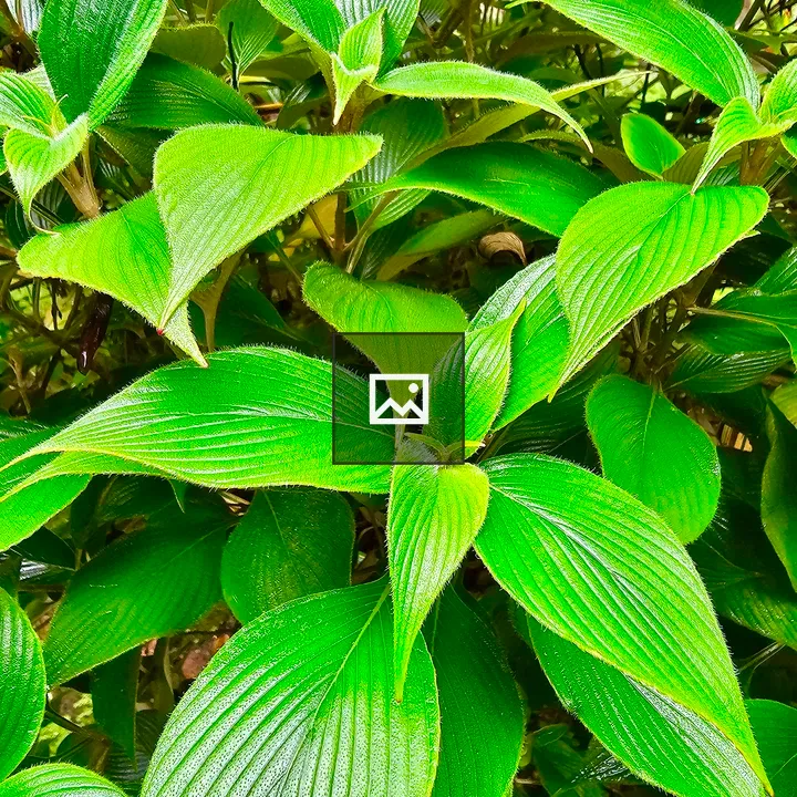 Dense green leaves