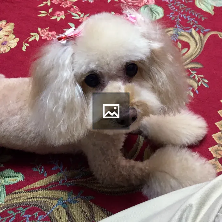 Apricot Toy Poodle on Carpet