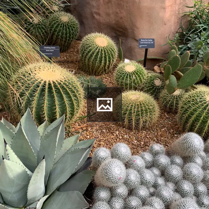 Succulents at Columbus Botanical Garden