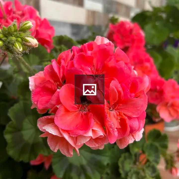 Pink Geranium Close-up