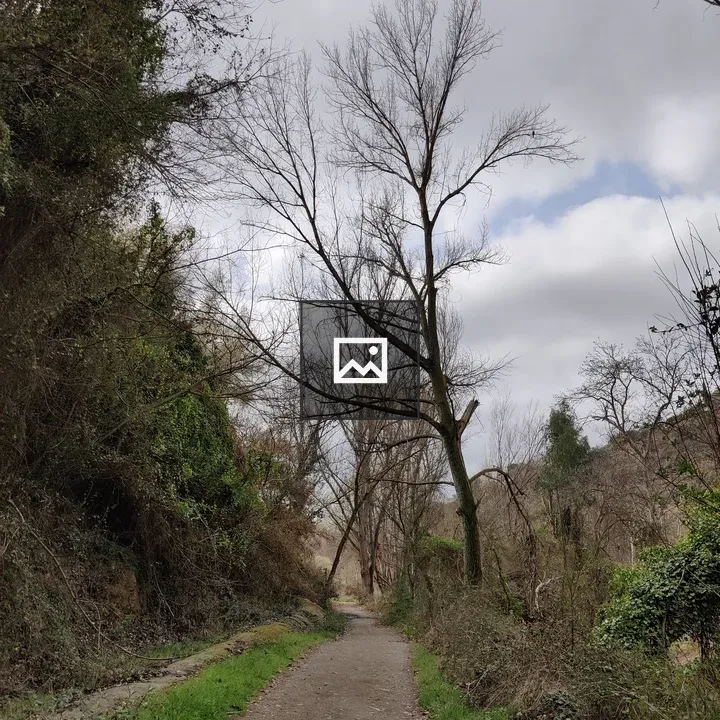 Dirt Path Through Woods