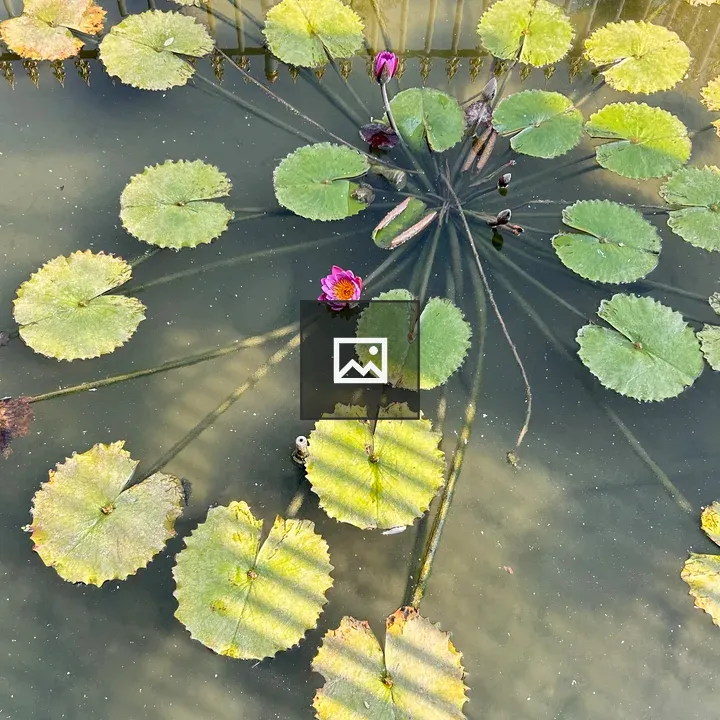 Pink water lily with lily pads