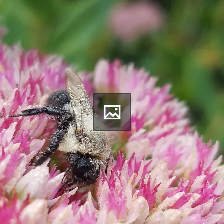 Bumblebee with water droplets