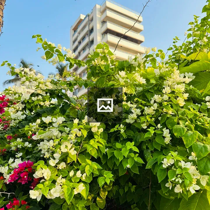 White flower and building in garden