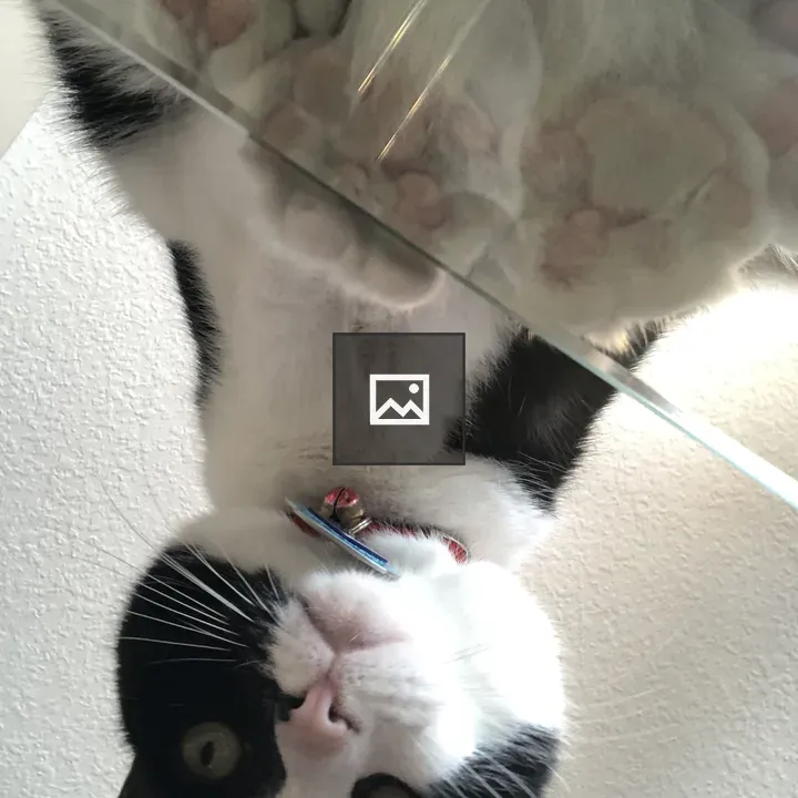 Cat on Glass Table
