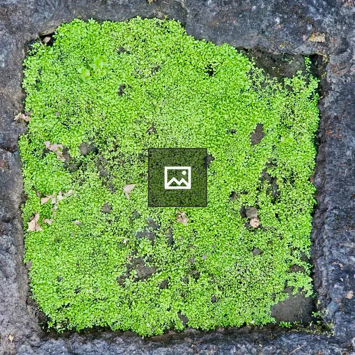 Moss on rocky surface