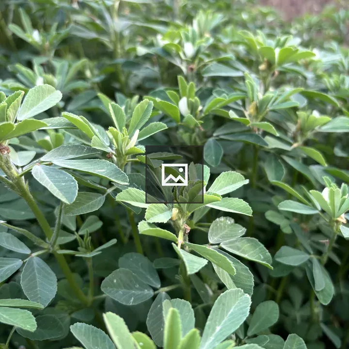 Dense Green Foliage Patch