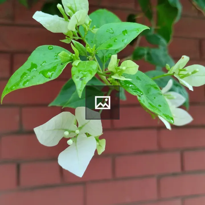 White Bougainvillea with Raindrops