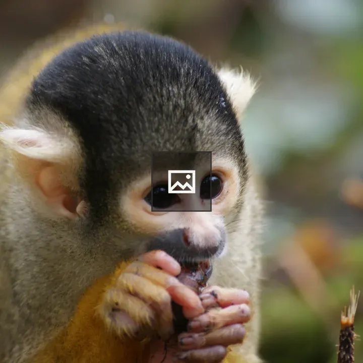 Black-capped squirrel monkey
