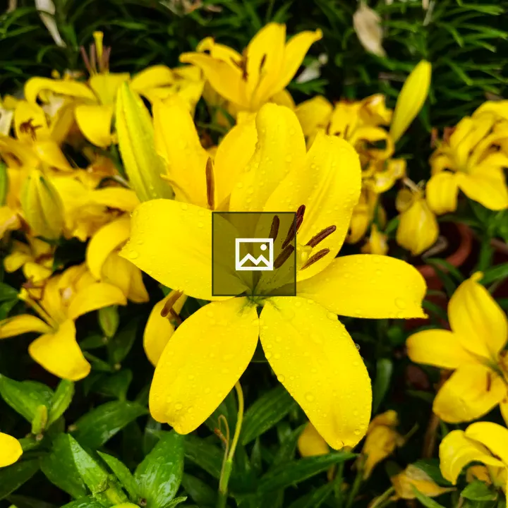 Close-up Yellow Lilies in Bloom