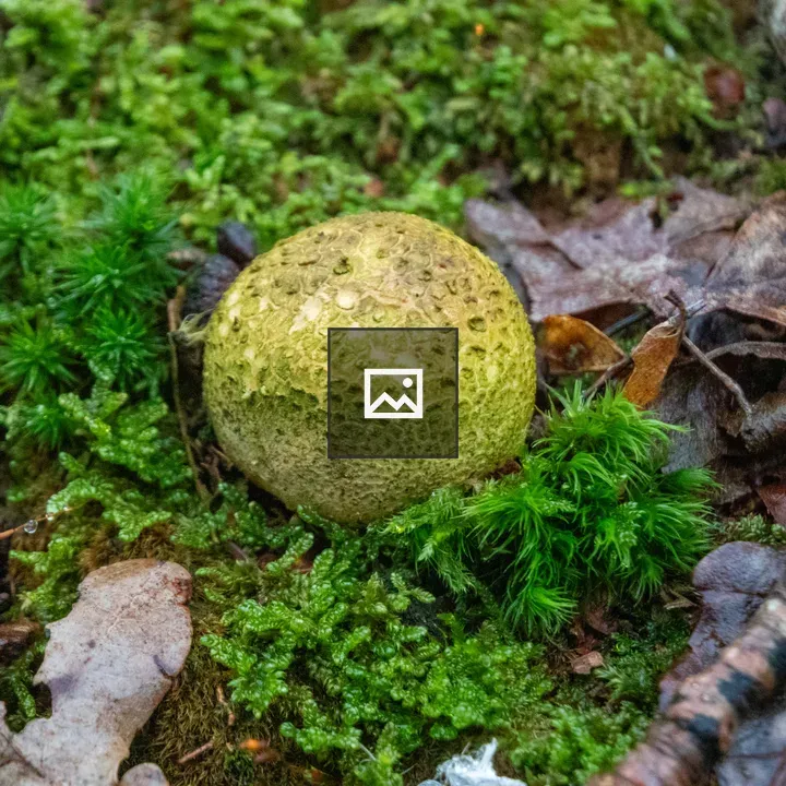 Yellow potato bovist in forest ground