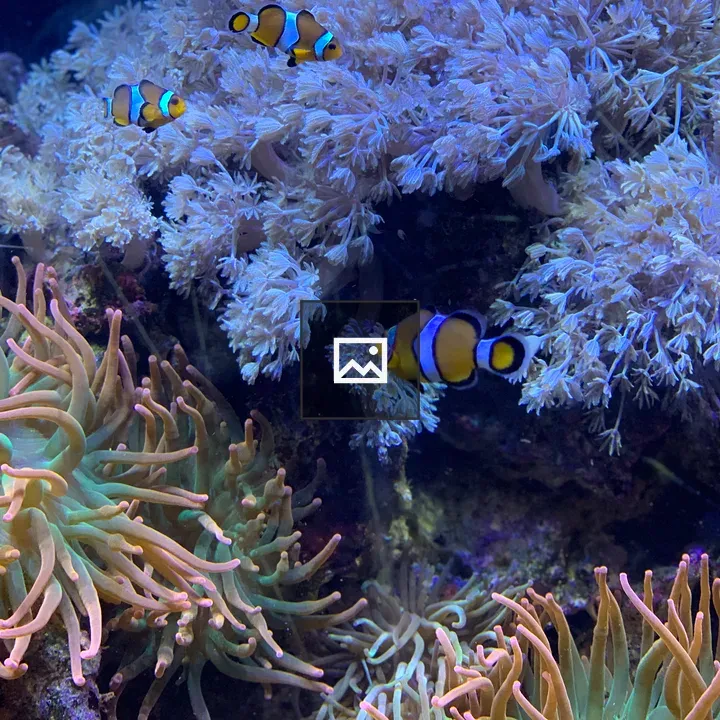 Pesce Pagliaccio
