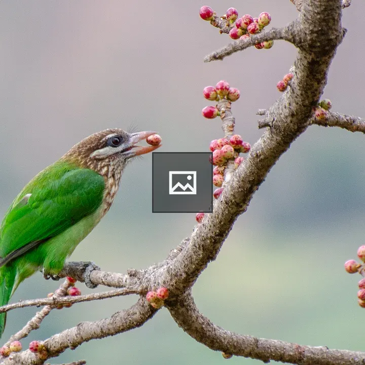 White-cheeked Barbet on Branch