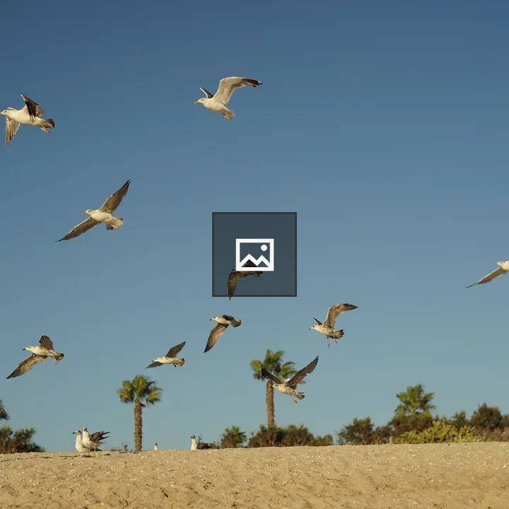 Seagulls at the Beach