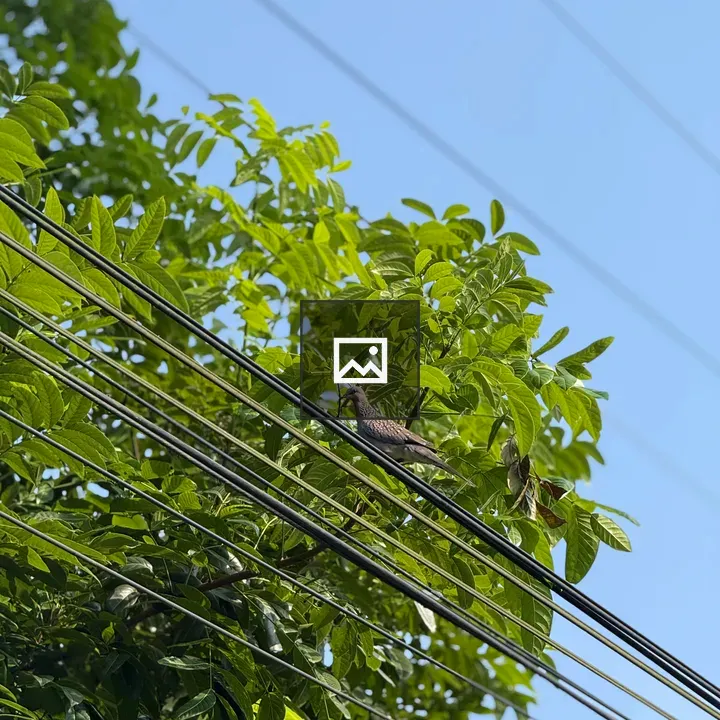 Dove on Wires with Leaves