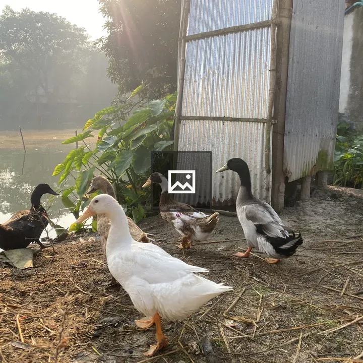 Ducks by Pond Edge