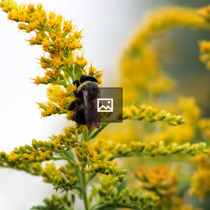 Bumblebee on Goldenrod