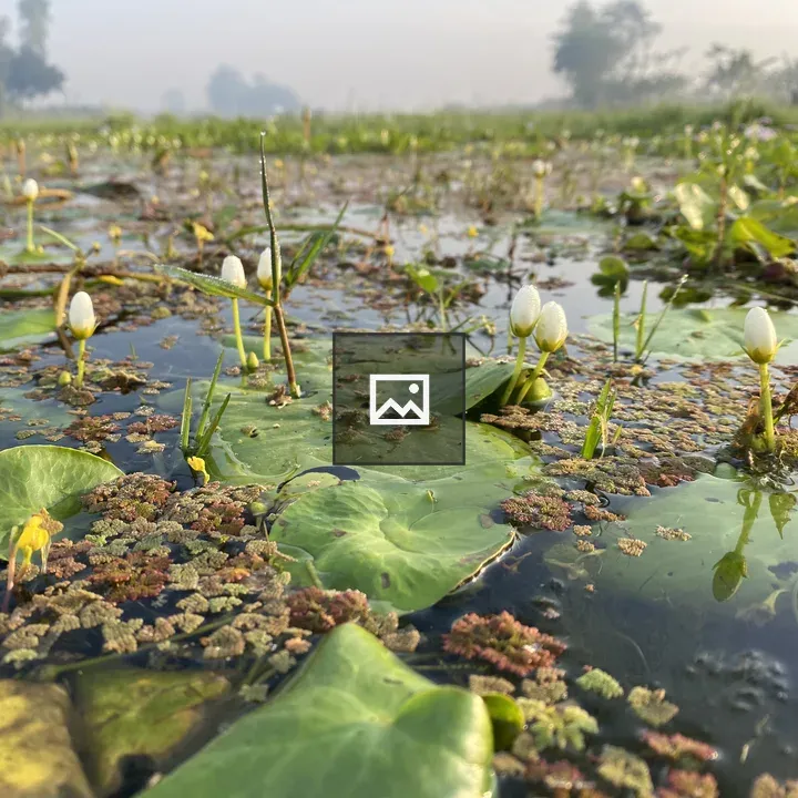 Water lilies in misty wetlands