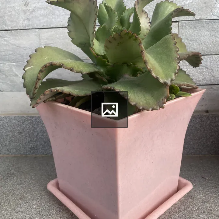 Green succulent in pink pot