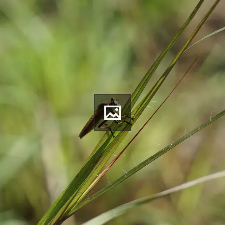 Close-up Brown Insect on Grass