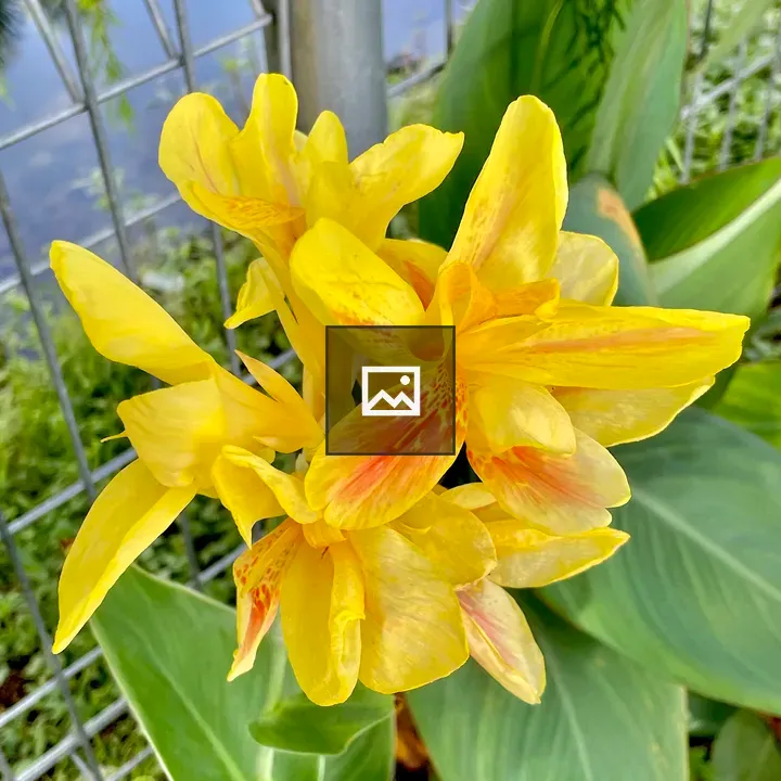 Canna indica flower