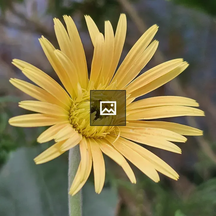 Gerbera Daisy close-up