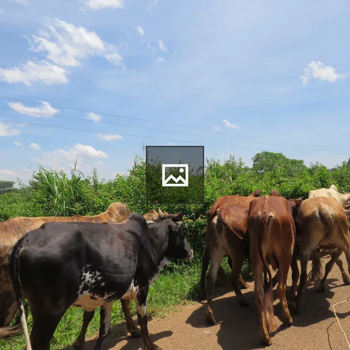 Herd of Cattle Along Dirt Path