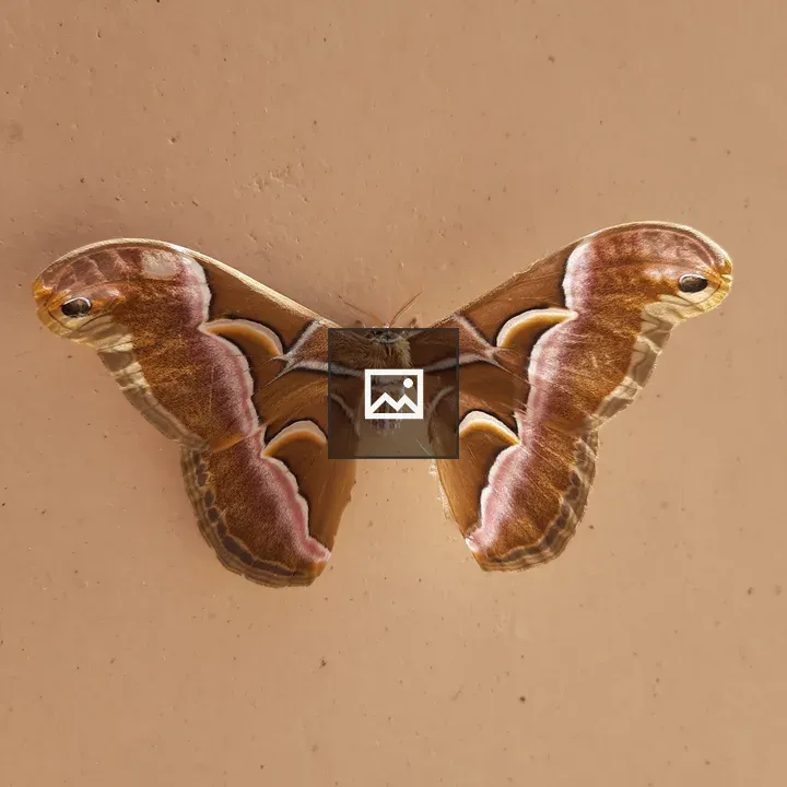 Moth on a neutral background