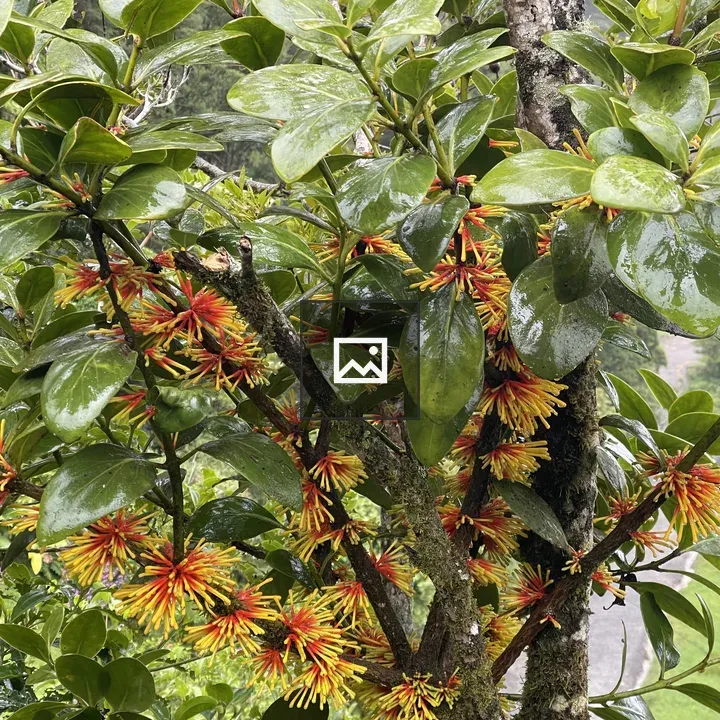 Flowering tree close-up