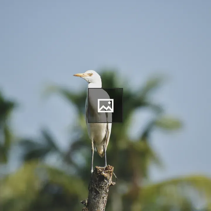 Bird on a tree stump