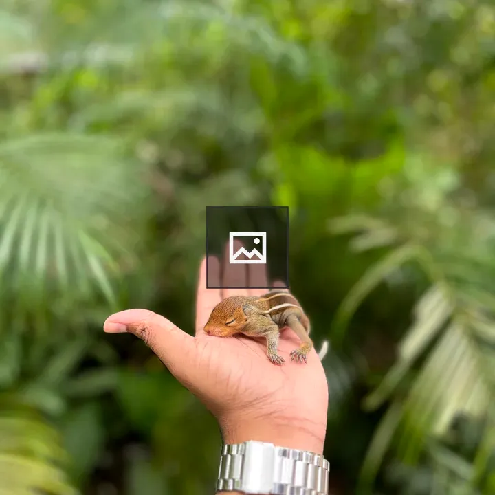 Baby Squirrel in Hand