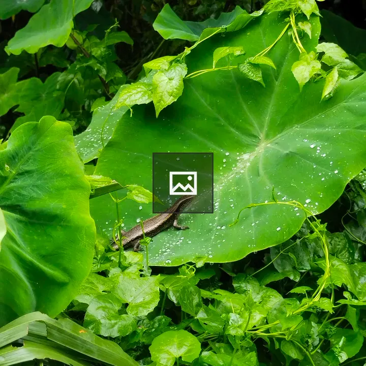 Skink on Green Leaf