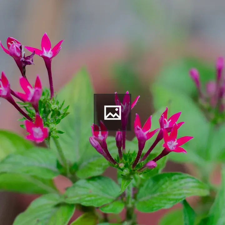 Close-up Pink Flowers