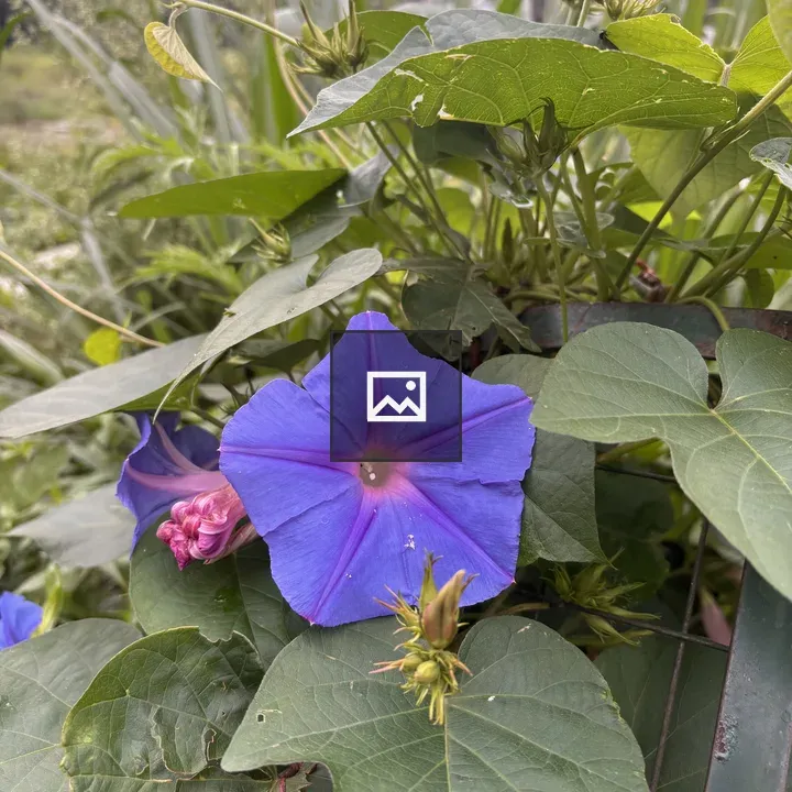 Morning Glory Bloom in Green Foliage