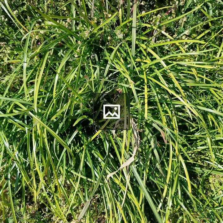 Dense patch of grass-like plants