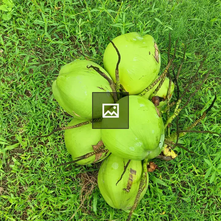 Cluster of green coconuts