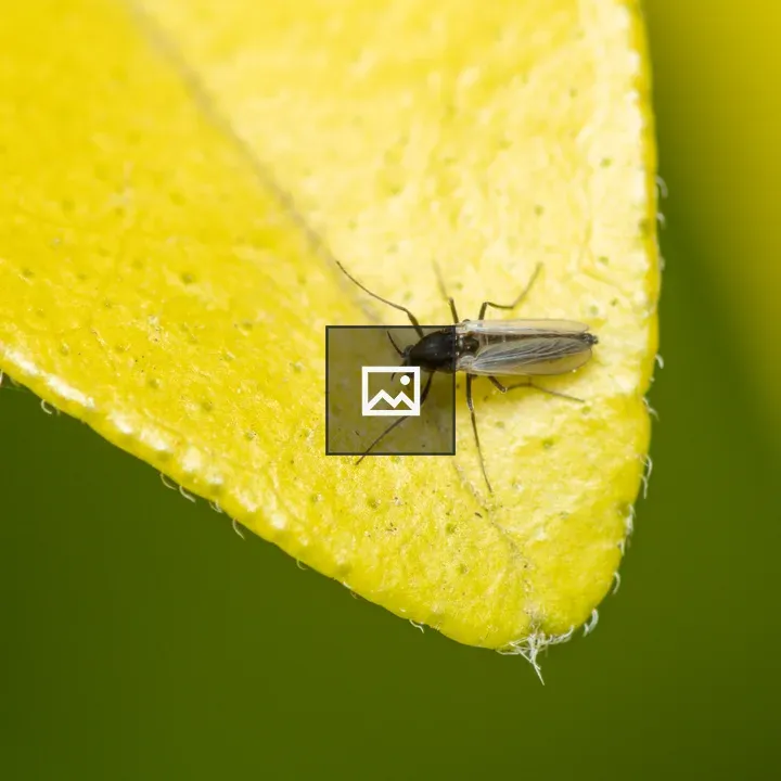 Macro Gall Midge on Leaf