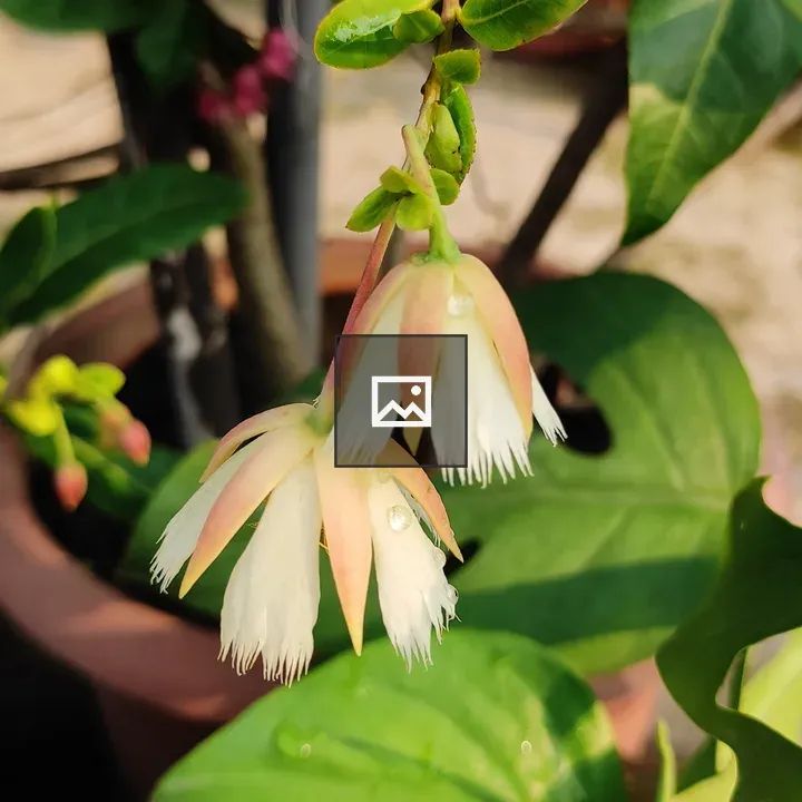 Lily of the Valley Flower