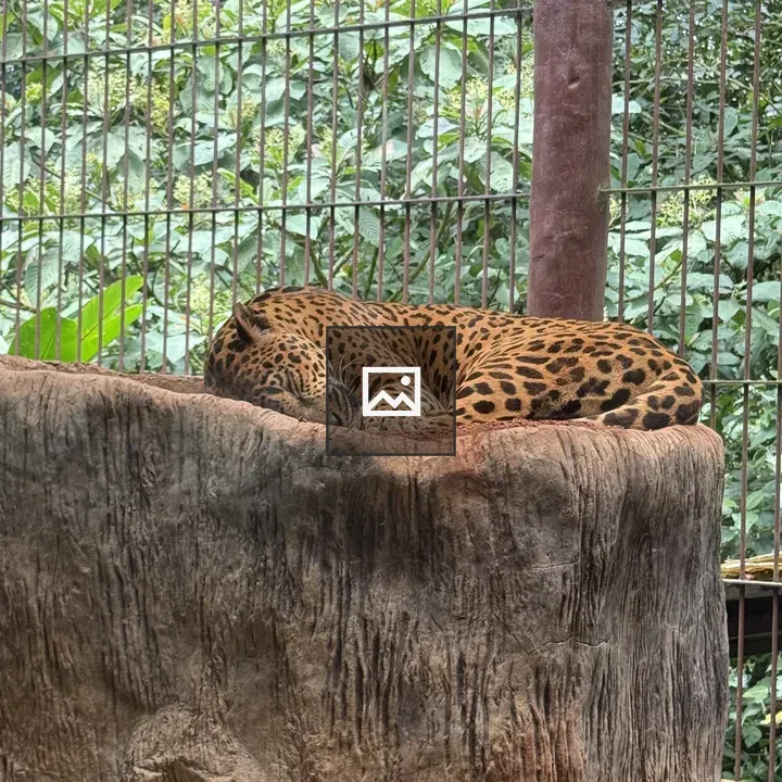Jaguar resting on log