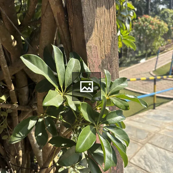 Green Leaves Near Wooden Post