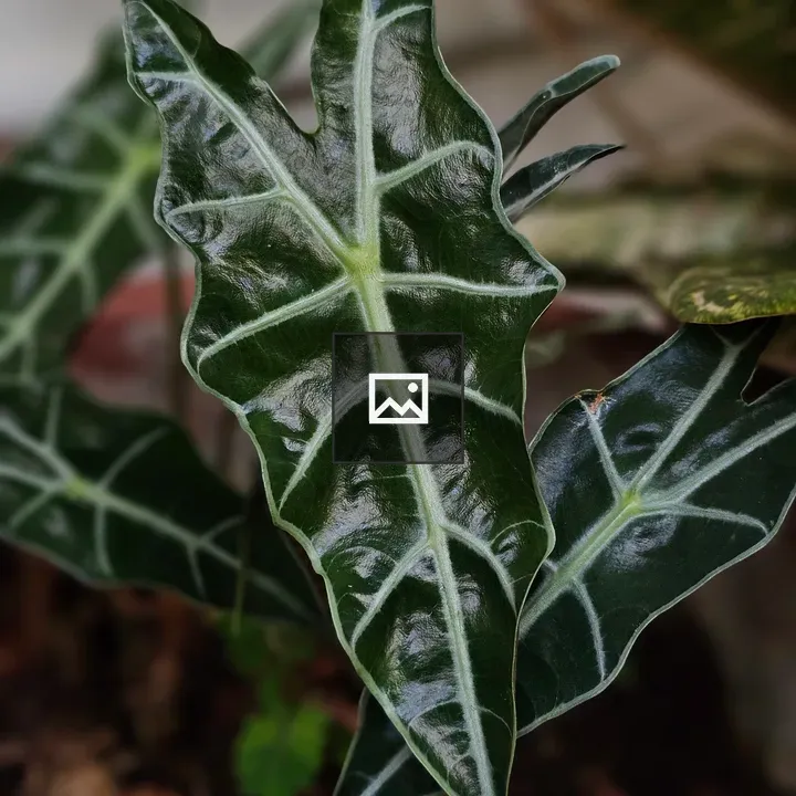 Alocasia Polly Leaf