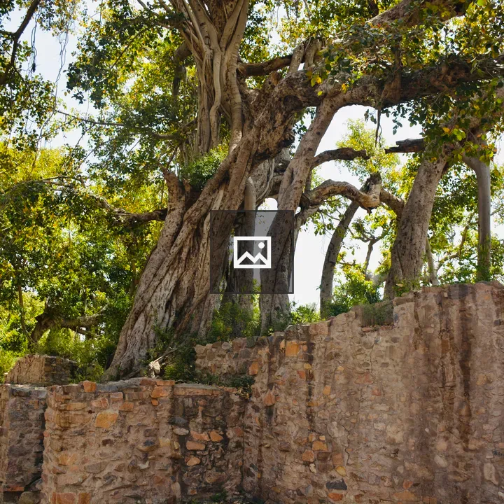 Massive twisted Ficus beside Bhangarh Fort