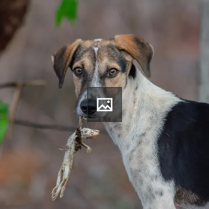 Dog with Dead Lizard in Mouth