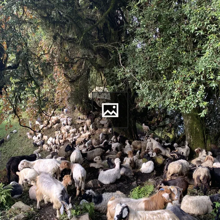 Herd of Sheep and Goats Grazing
