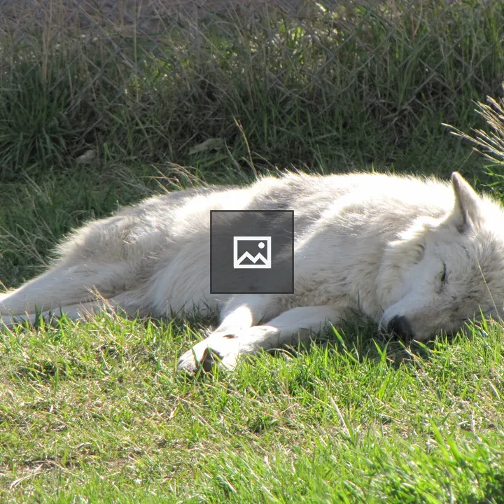 White wolf resting in grass