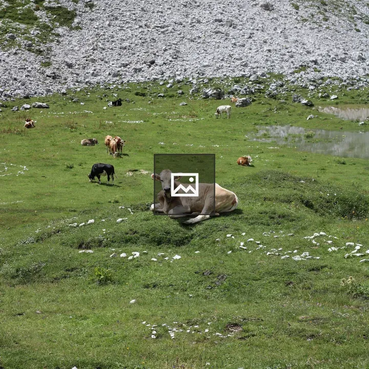 Cows on Green hillside