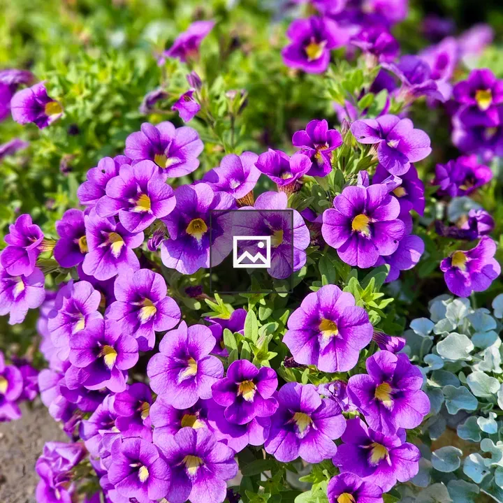 Calibrachoa Flowers in Garden