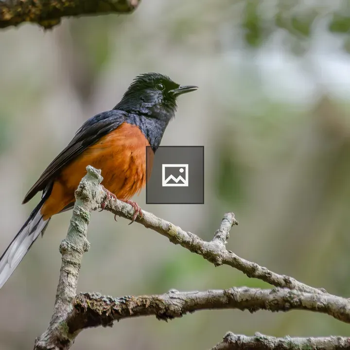 White-rumped Shama</title>