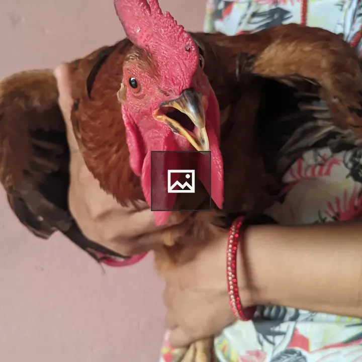 Rooster portrait with red comb