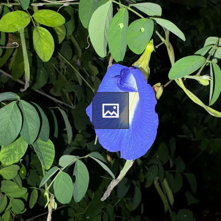 Blue flower with white stripe